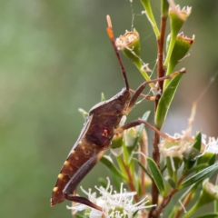 Amorbus sp. (genus) at Parkes, ACT - 26 Dec 2023