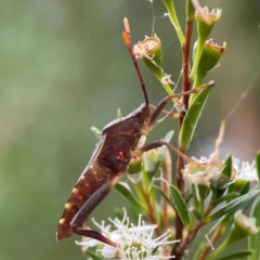 Amorbus sp. (genus) at Parkes, ACT - 26 Dec 2023