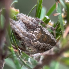 Backobourkia (genus) (An orb weaver) at Parkes, ACT - 26 Dec 2023 by Hejor1