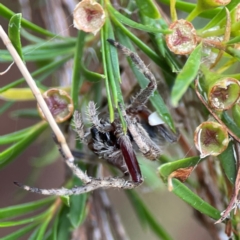 Backobourkia sp. (genus) at Parkes, ACT - 26 Dec 2023