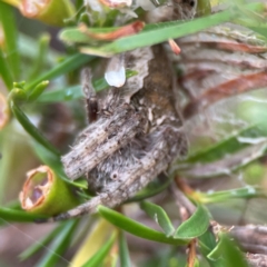 Backobourkia sp. (genus) at Parkes, ACT - 26 Dec 2023