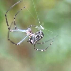 Leucauge dromedaria at Parkes, ACT - 26 Dec 2023