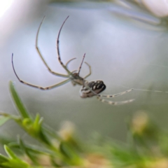 Leucauge dromedaria at Parkes, ACT - 26 Dec 2023