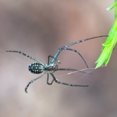 Leucauge dromedaria at Parkes, ACT - 26 Dec 2023