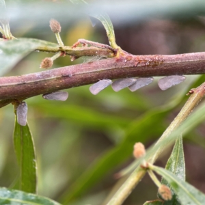 Anzora unicolor at Parkes, ACT - 26 Dec 2023