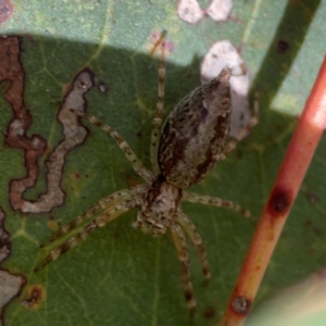 Helpis sp. (genus) at Parkes, ACT - 26 Dec 2023