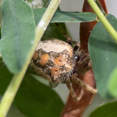 Hortophora sp. (genus) at Lake Burley Griffin Central/East - 26 Dec 2023 by Hejor1