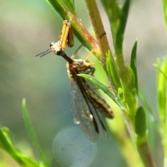 Spaminta minjerribae (Mantisfly) at Parkes, ACT - 26 Dec 2023 by Hejor1