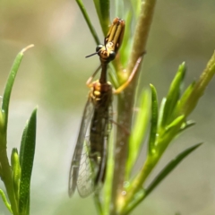 Spaminta minjerribae at Parkes, ACT - 26 Dec 2023 03:52 PM