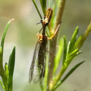 Spaminta minjerribae at Parkes, ACT - 26 Dec 2023 03:52 PM