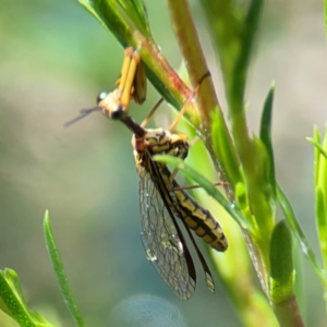 Spaminta minjerribae at Parkes, ACT - 26 Dec 2023