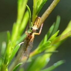 Spaminta minjerribae at Parkes, ACT - 26 Dec 2023 03:52 PM