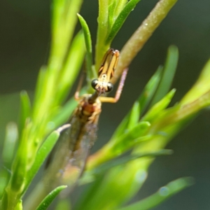 Spaminta minjerribae at Parkes, ACT - 26 Dec 2023 03:52 PM