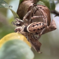 Opisthoncus serratofasciatus (Chevronned jumper) at Parkes, ACT - 26 Dec 2023 by Hejor1