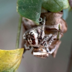 Opisthoncus serratofasciatus at Parkes, ACT - 26 Dec 2023