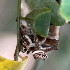 Opisthoncus serratofasciatus at Parkes, ACT - 26 Dec 2023