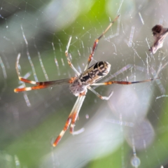 Unidentified Orb-weaving spider (several families) at Parkes, ACT - 26 Dec 2023 by Hejor1