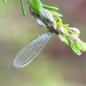 Neuroptera (order) at Parkes, ACT - 26 Dec 2023