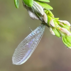 Neuroptera (order) at Parkes, ACT - 26 Dec 2023