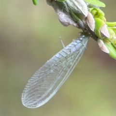 Neuroptera (order) at Parkes, ACT - 26 Dec 2023