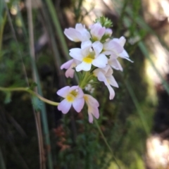 Euphrasia collina (Purple Eye-bright) at Wellington Park, TAS - 26 Dec 2023 by BethanyDunne