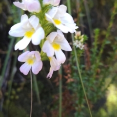 Euphrasia collina at Wellington Park, TAS - 26 Dec 2023