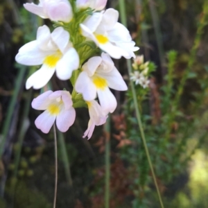 Euphrasia collina at Wellington Park, TAS - 26 Dec 2023