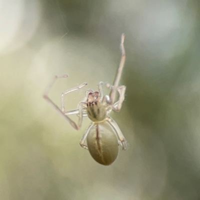 Unidentified Other web-building spider at Parkes, ACT - 26 Dec 2023 by Hejor1