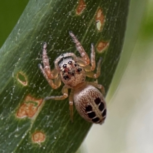 Opisthoncus sexmaculatus at Parkes, ACT - 26 Dec 2023 04:10 PM