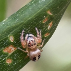 Opisthoncus sexmaculatus at Parkes, ACT - 26 Dec 2023 04:10 PM