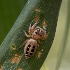 Opisthoncus sexmaculatus at Parkes, ACT - 26 Dec 2023 04:10 PM