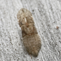 Ledromorpha planirostris (A leafhopper) at Parkes, ACT - 26 Dec 2023 by Hejor1