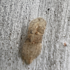 Ledromorpha planirostris at Parkes, ACT - 26 Dec 2023