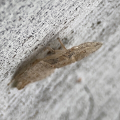 Ledromorpha planirostris at Parkes, ACT - 26 Dec 2023