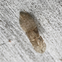 Ledromorpha planirostris at Parkes, ACT - 26 Dec 2023