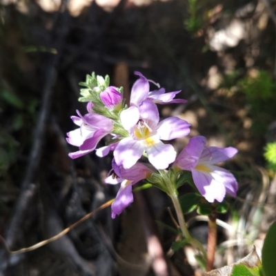 Euphrasia collina (Purple Eye-bright) at Wellington Park, TAS - 26 Dec 2023 by BethanyDunne