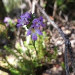 Euphrasia collina at Wellington Park, TAS - 26 Dec 2023 08:33 AM