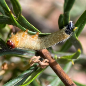 Perginae sp. (subfamily) at Parkes, ACT - 26 Dec 2023 04:23 PM