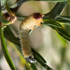 Perginae sp. (subfamily) at Parkes, ACT - 26 Dec 2023