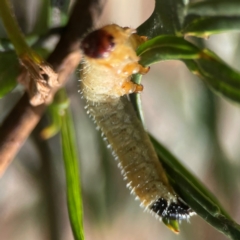 Perginae sp. (subfamily) at Parkes, ACT - 26 Dec 2023 04:23 PM