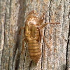 Cicadettini sp. (tribe) (Cicada) at Parkes, ACT - 26 Dec 2023 by Hejor1