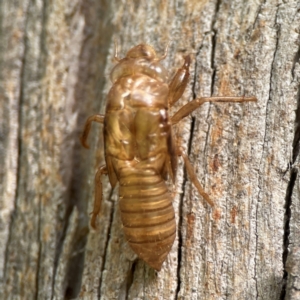 Cicadettini sp. (tribe) at Parkes, ACT - 26 Dec 2023