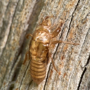 Cicadettini sp. (tribe) at Parkes, ACT - 26 Dec 2023