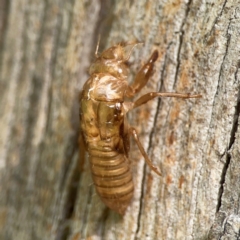 Cicadettini sp. (tribe) at Parkes, ACT - 26 Dec 2023 04:26 PM