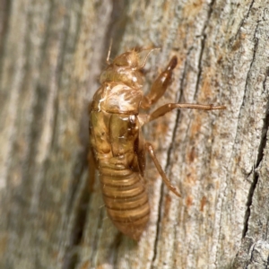 Cicadettini sp. (tribe) at Parkes, ACT - 26 Dec 2023