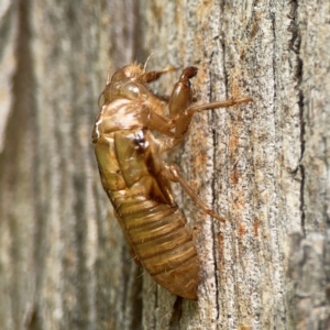 Cicadettini sp. (tribe) at Parkes, ACT - 26 Dec 2023 04:26 PM