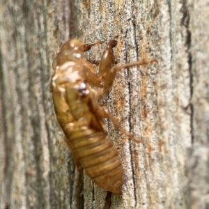 Cicadettini sp. (tribe) at Parkes, ACT - 26 Dec 2023