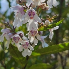 Prostanthera lasianthos (Victorian Christmas Bush) at Wellington Park, TAS - 25 Dec 2023 by BethanyDunne