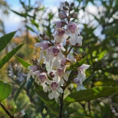 Prostanthera lasianthos at Wellington Park, TAS - 26 Dec 2023