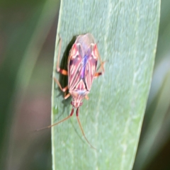 Miridae (family) (Unidentified plant bug) at Parkes, ACT - 26 Dec 2023 by Hejor1